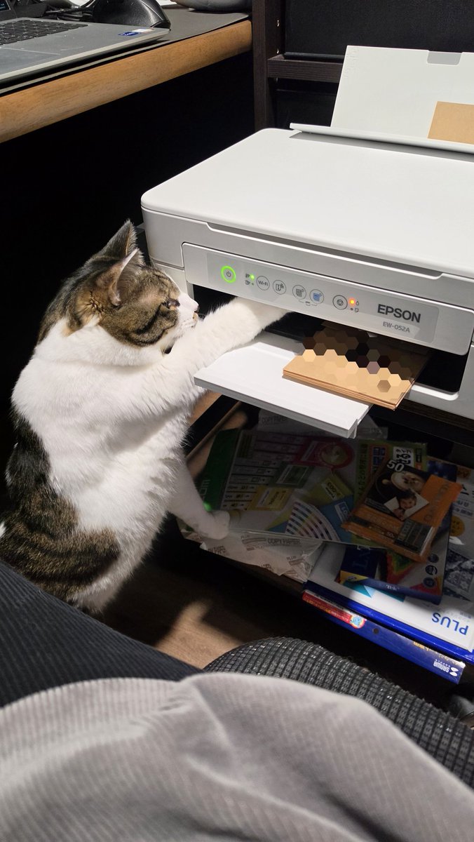 Coco@Omelas tweet media