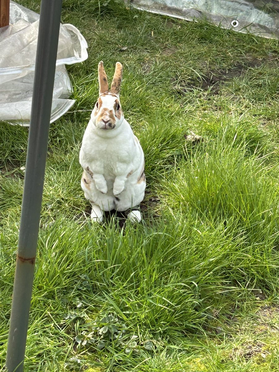 🦇CozyBat 🐇 tweet media