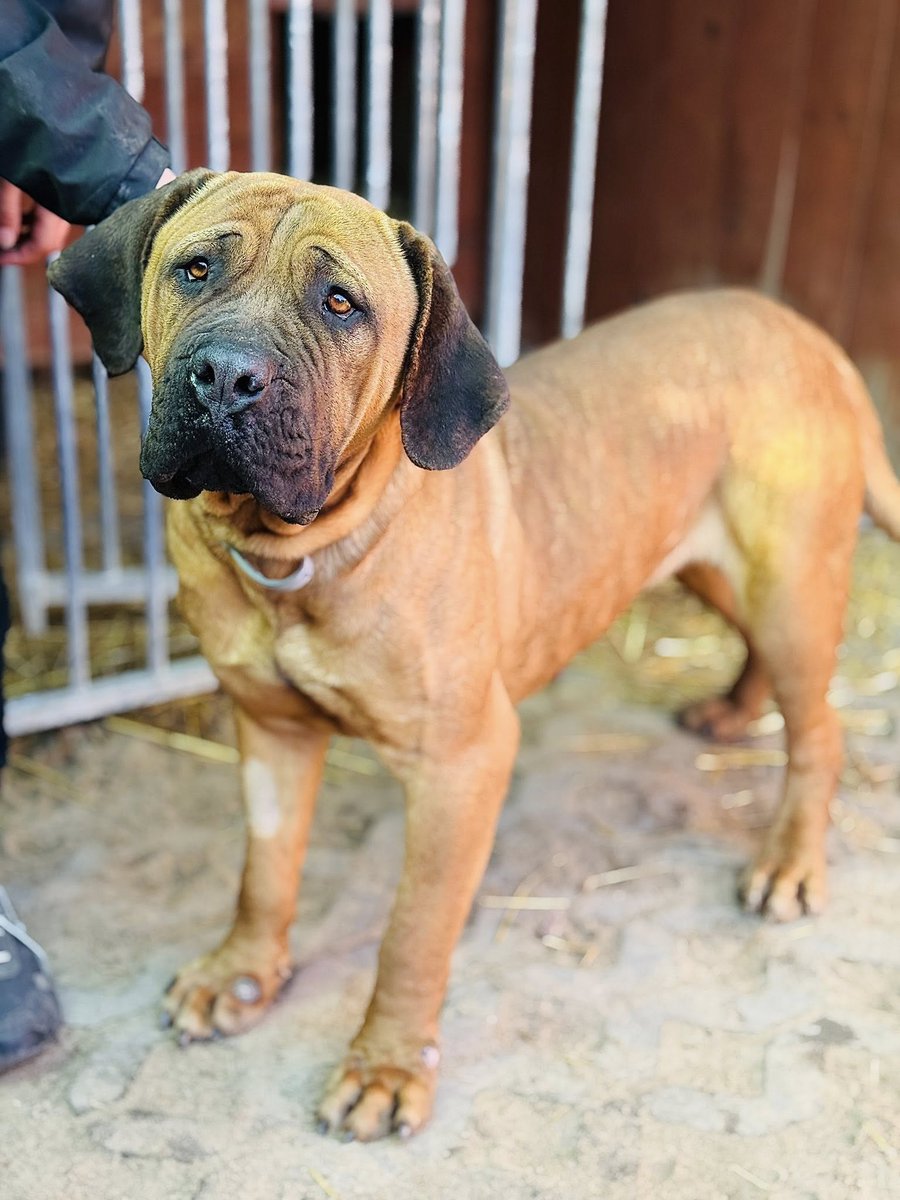 Robwalka Wolf tweet media