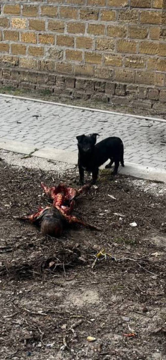 🚜Farmer🇺🇦UA tweet media