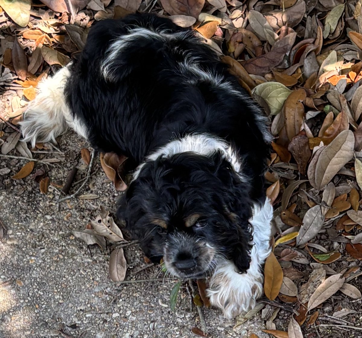 SOCKZ 🦇#RENEWTALAMASCA tweet media