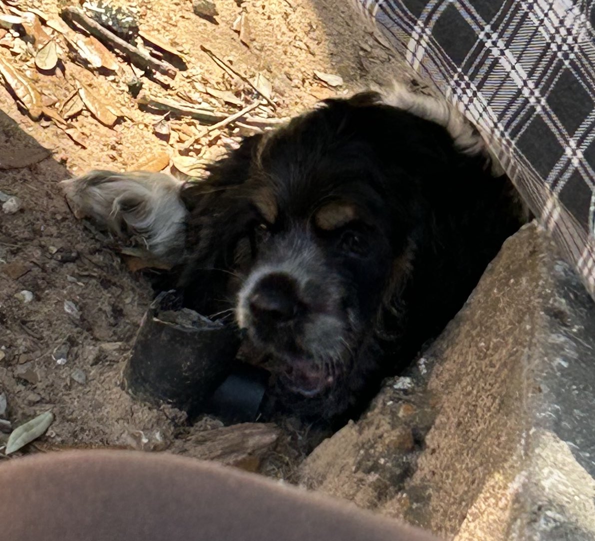 SOCKZ 🦇#RENEWTALAMASCA tweet media