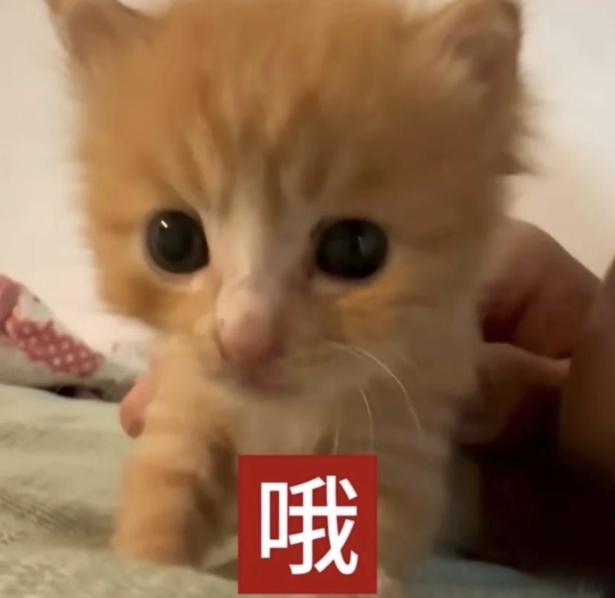 想嗯念嗯爱嗯 tweet media