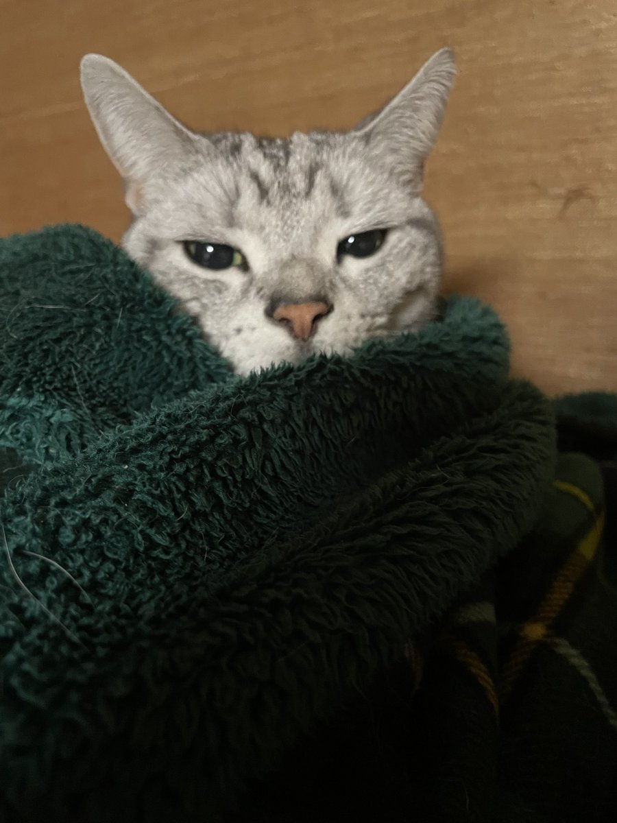 ニャンピョウ　RN　オカメインコ tweet media