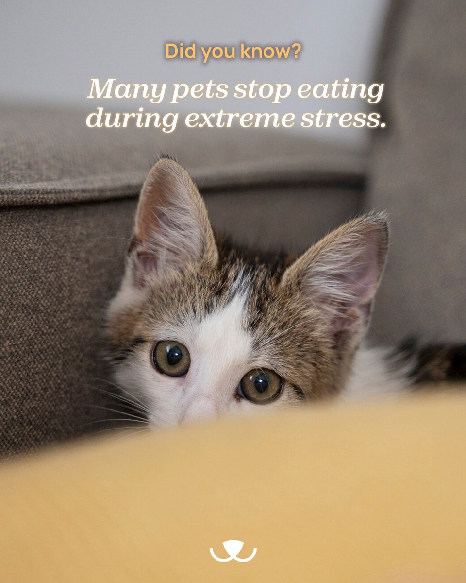 teamadslb's tweet image. Stress is not just emotional, it can be life-threatening for animals.
In times like these, safety isn’t a luxury. It’s survival.
💙 Share to raise awareness

#adoptdontshop #emergency #safety