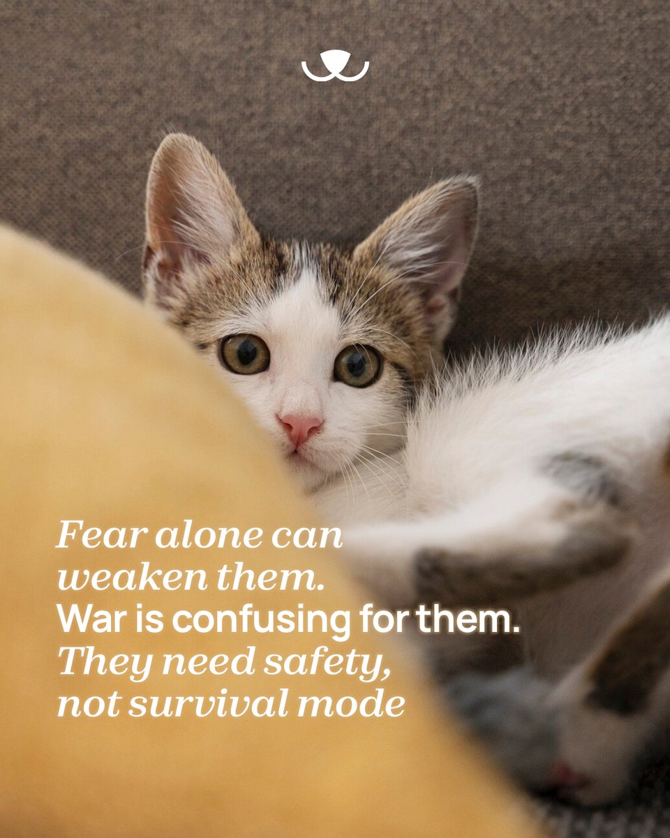 teamadslb's tweet image. Stress is not just emotional, it can be life-threatening for animals.
In times like these, safety isn’t a luxury. It’s survival.
💙 Share to raise awareness

#adoptdontshop #emergency #safety