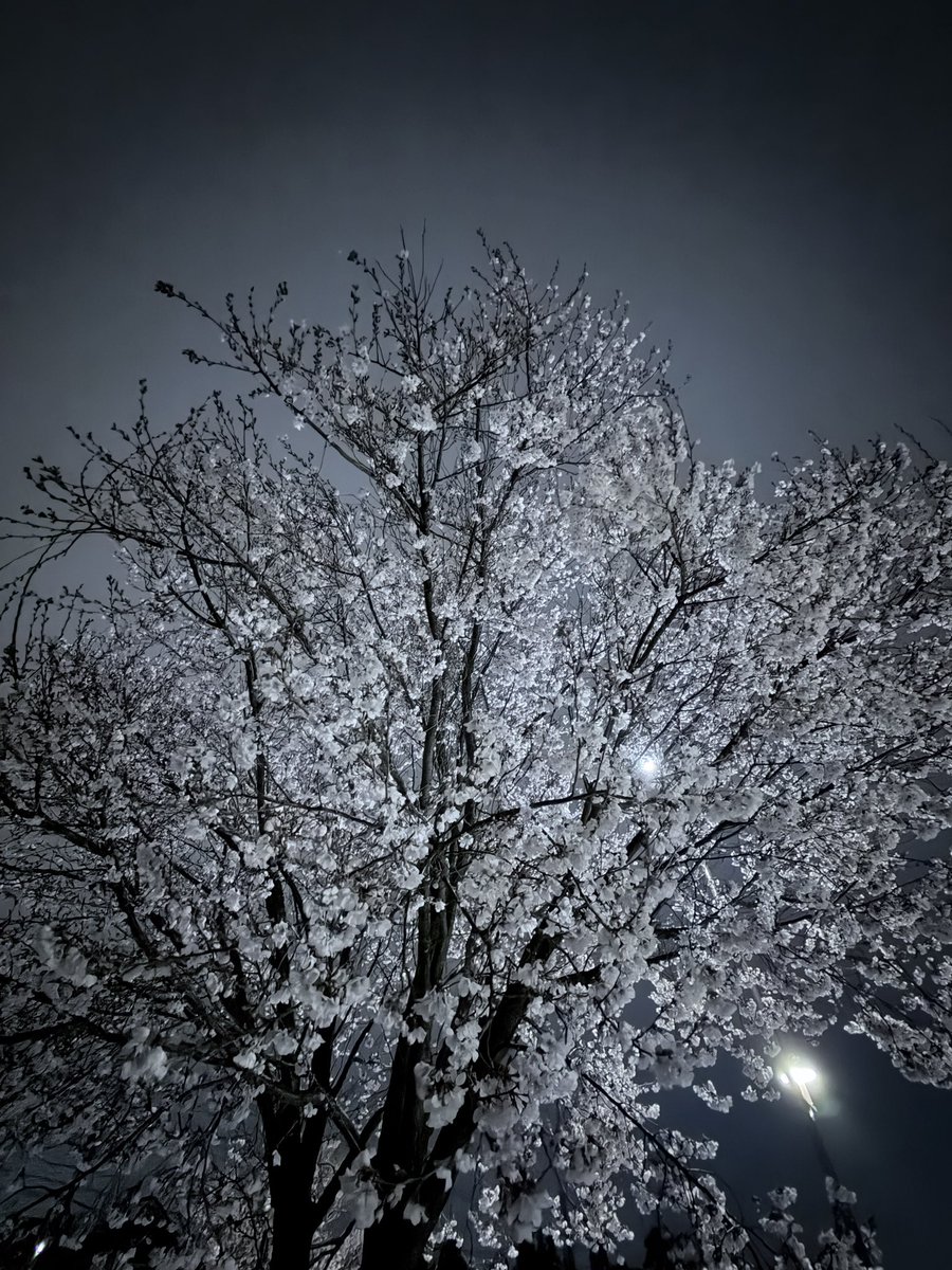 ぽらぽら。(🐼ぽらこ) 🚀🌐4/18＊K&M Live tweet media