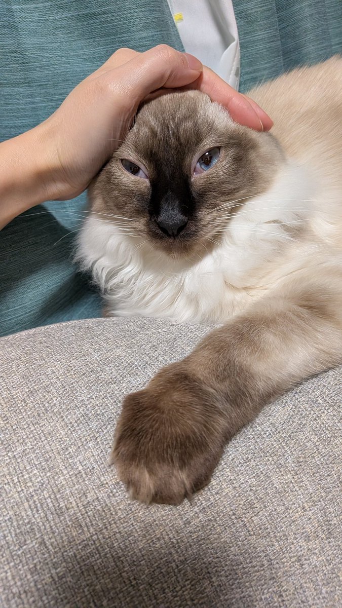 8daim_ko's tweet photo. 撫でるとすぐ瞬膜ｷﾞｭﾝｯなる
#猫のいる暮らし https://t.co/piluhjmfCG