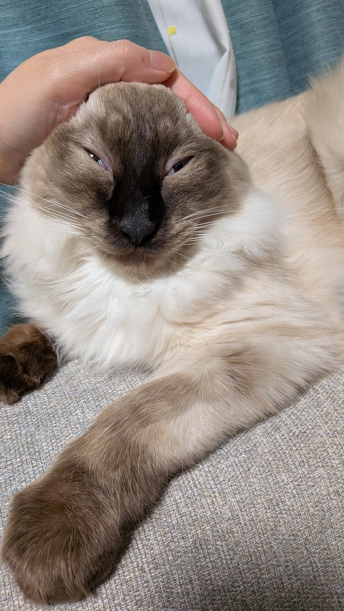 8daim_ko's tweet photo. 撫でるとすぐ瞬膜ｷﾞｭﾝｯなる
#猫のいる暮らし https://t.co/piluhjmfCG