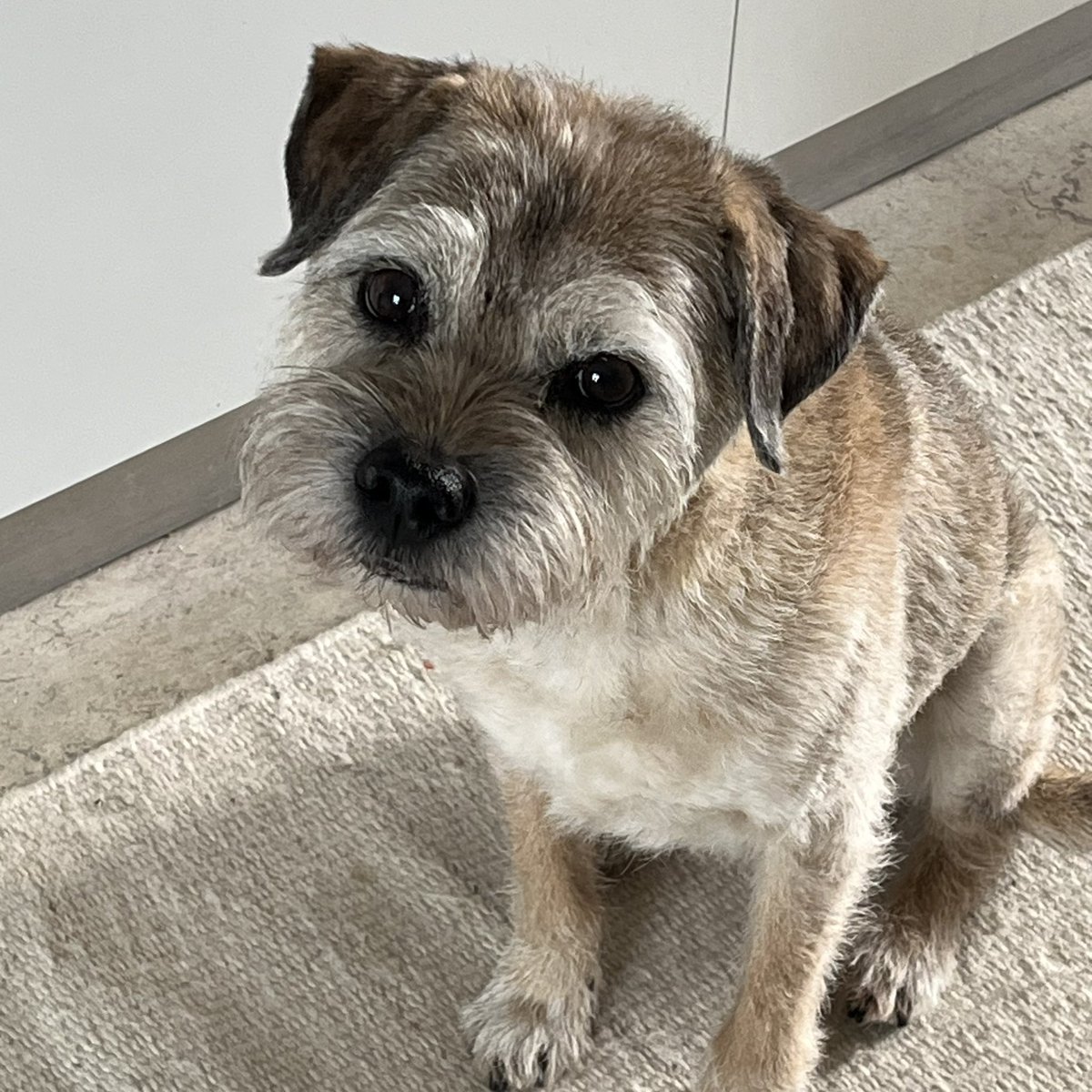 Gilbert🌈nJoe tweet media