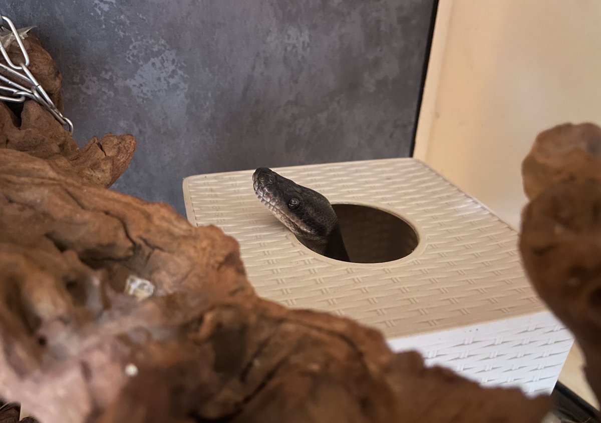 Dxxth Adder tweet media