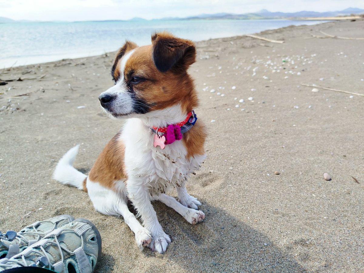 Grešni Miloje tweet media