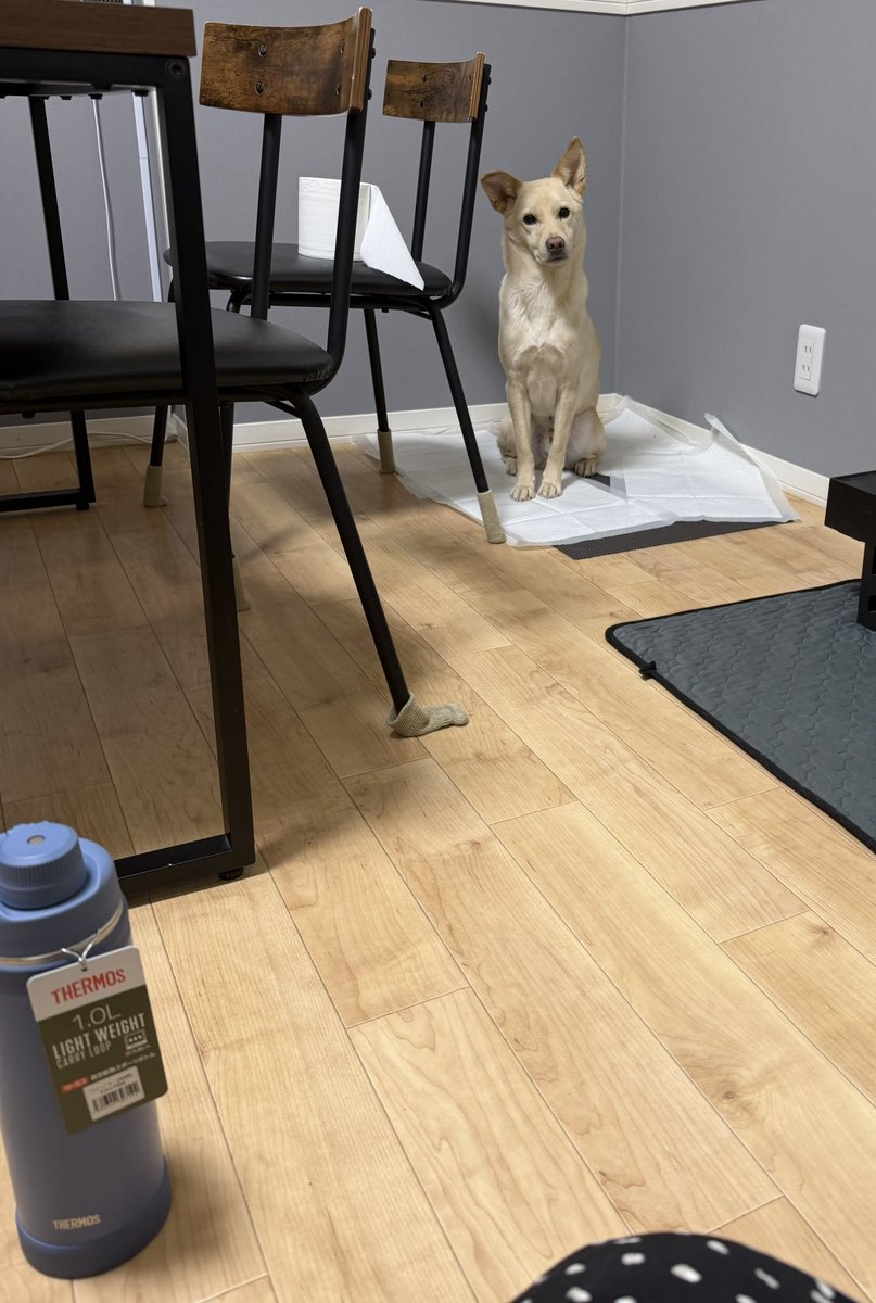 ビビリワンGP.No1みらい【公式】ママ推し同担拒否犬 tweet media