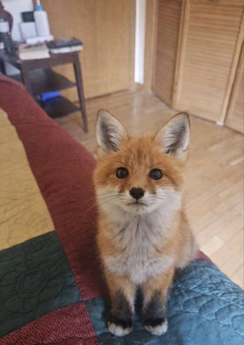 💙 Ryland the Dox 💙 🔜 FWA, AC tweet media