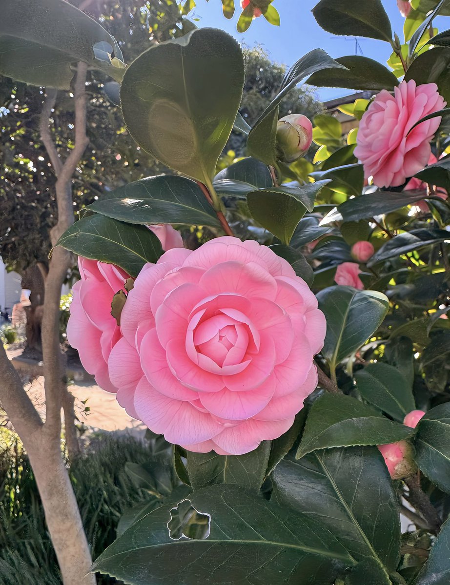 drumreiko tweet media