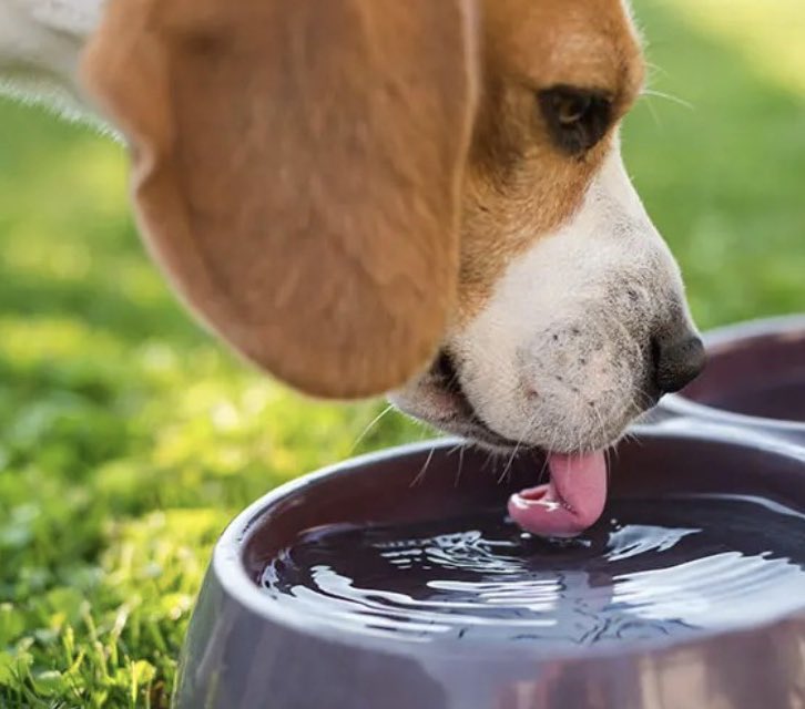 veltrv 🐾🩺👨‍⚕️ tweet media