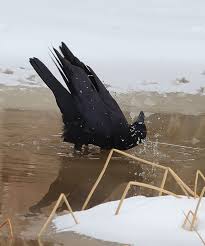 Mark Robinson tweet media