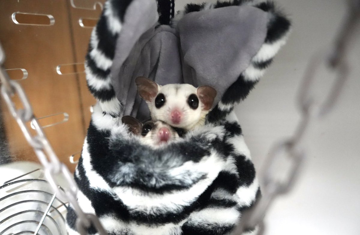 jin_leopa's tweet photo. #フクロモモンガ
#フクモモ https://t.co/DuGhGHr6cP