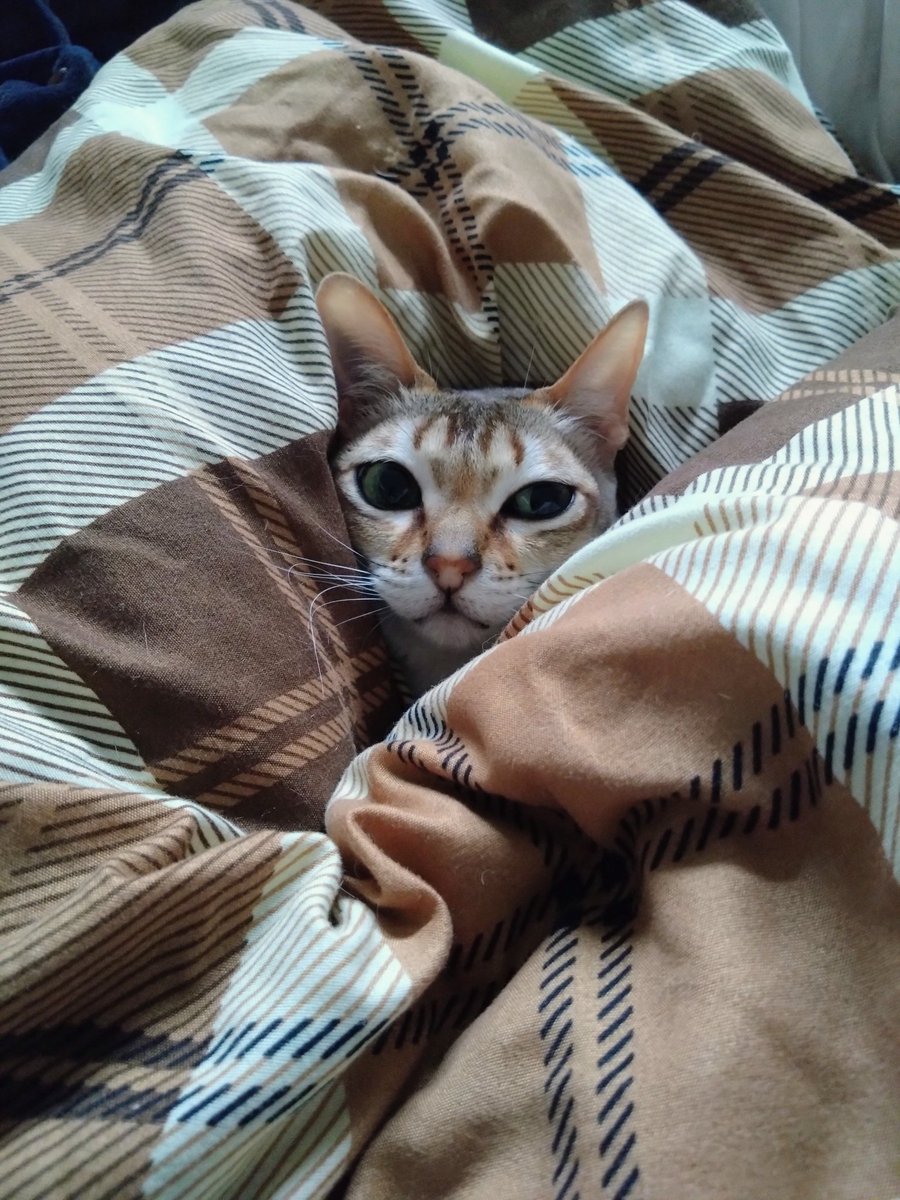 Dr.ぺぺぺ @4/12（日）医療ざっかふぇす【A24】 tweet media