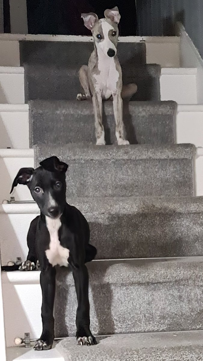 Cooper and Jasper whippet and lurcher tweet media