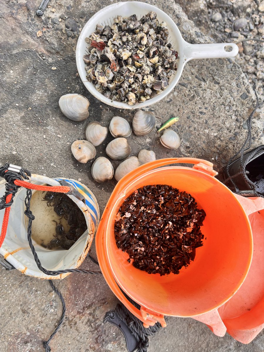 kaoru_4555's tweet image. 3/21日 22日 少し肌寒い三連休。
土曜日は午後に時間が取れたので夕マズメひと流し
日曜日は午後にドン引きの潮なので餌取りして来ました。
流木にフジツボがたくさん付いていて取り放題！✨ミジとカニも少々採取
餌取りついでに採れたホンビノスは春キャベツと一緒に酒蒸しに ✨美味しく頂きました😊