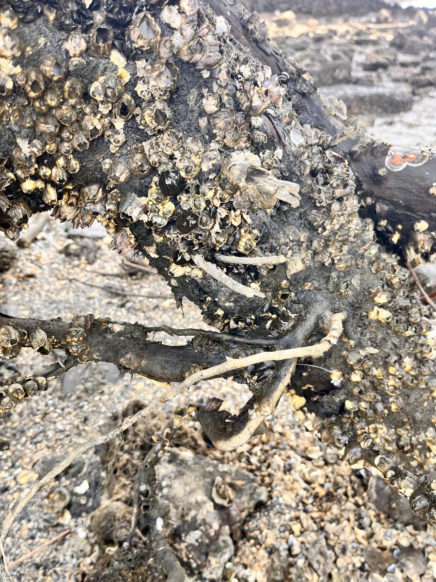 kaoru_4555's tweet image. 3/21日 22日 少し肌寒い三連休。
土曜日は午後に時間が取れたので夕マズメひと流し
日曜日は午後にドン引きの潮なので餌取りして来ました。
流木にフジツボがたくさん付いていて取り放題！✨ミジとカニも少々採取
餌取りついでに採れたホンビノスは春キャベツと一緒に酒蒸しに ✨美味しく頂きました😊