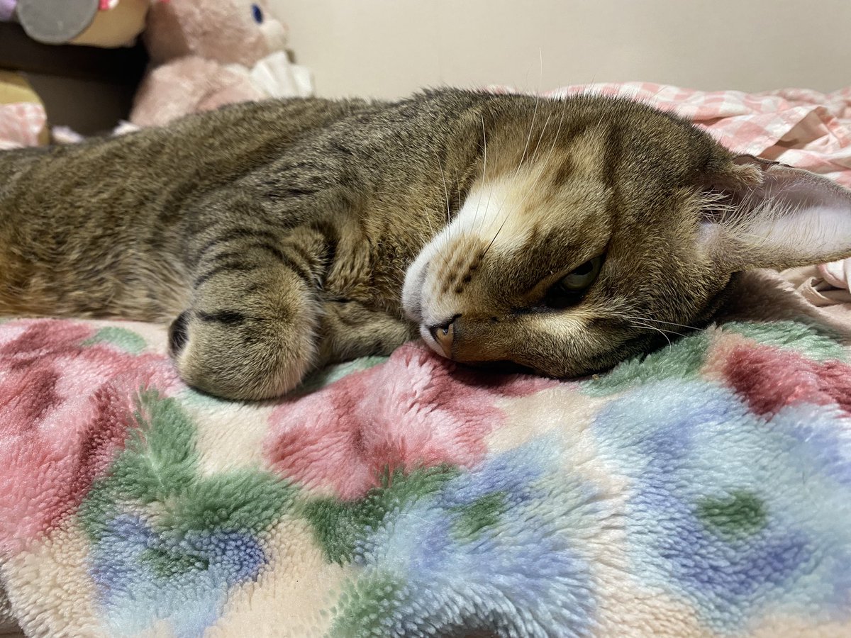 はるなぴちゃんさん🍵🎀 tweet media