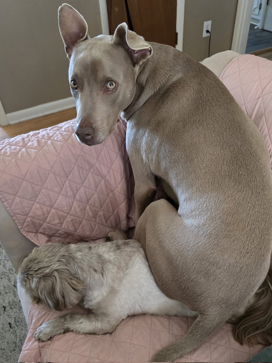 WAlysious's tweet image. NO wookiee! MY spot! MOOOO-OOOOOM!

#hooligansquad #brothers #dogs #move