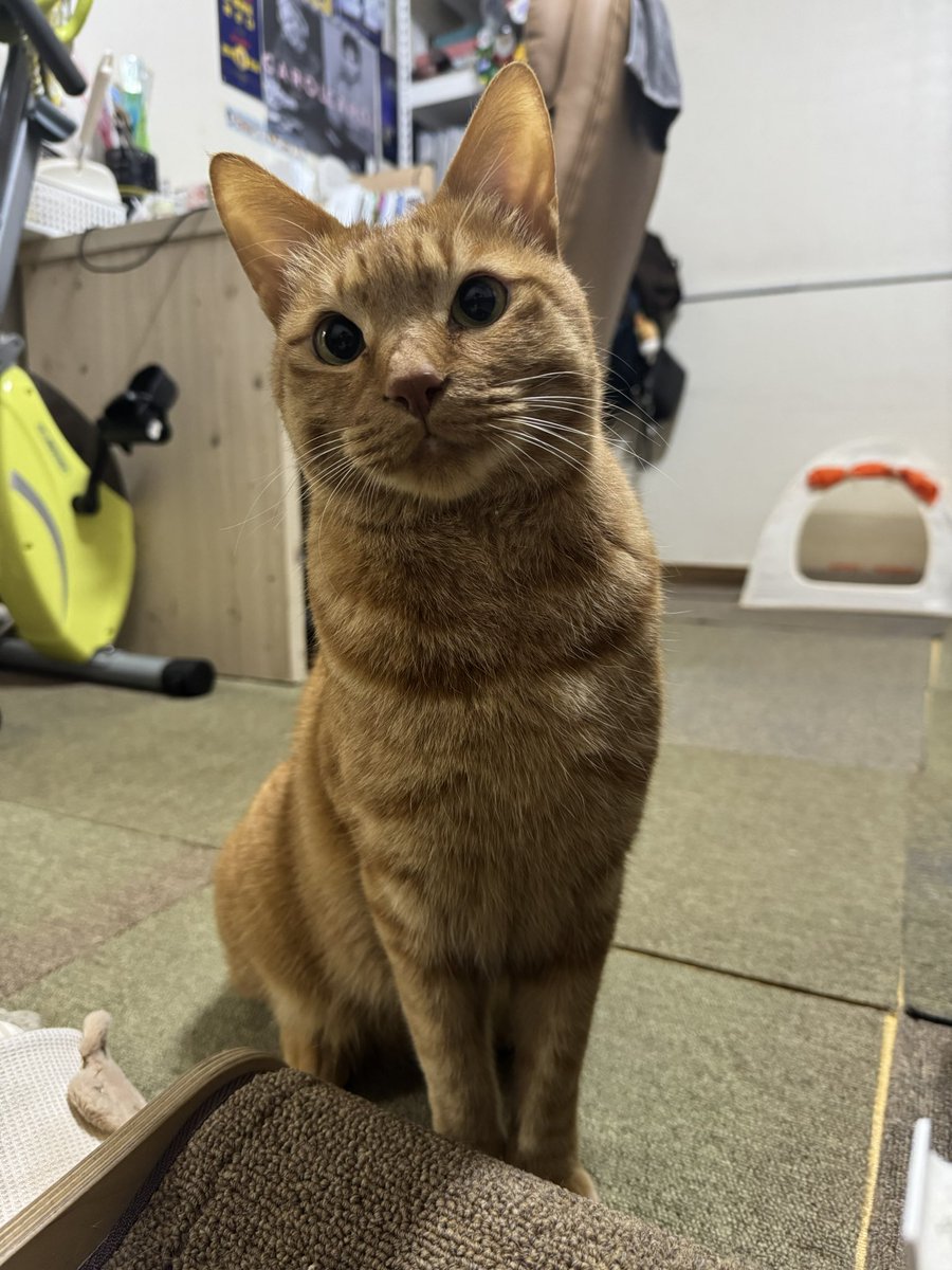 gossithecat's tweet photo. https://t.co/FuGVhCBQNz