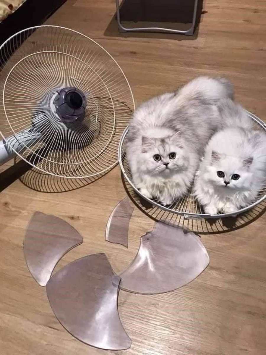 癒しの動物 tweet media