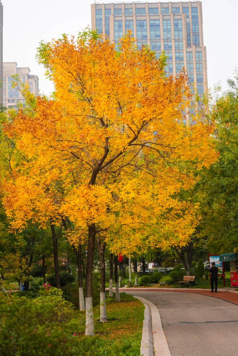 claus sam tweet media