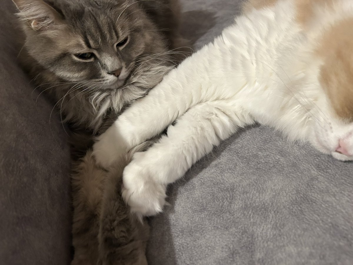 グリとグラとジル🐾 tweet media