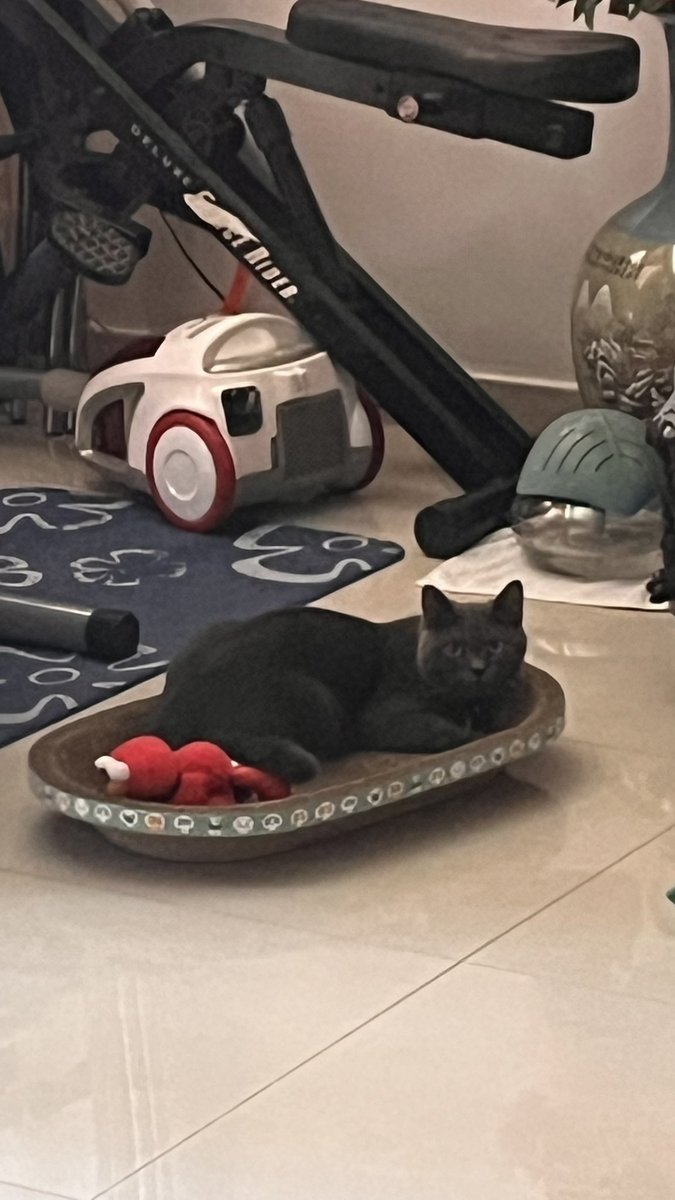 GP size 80 tweet media