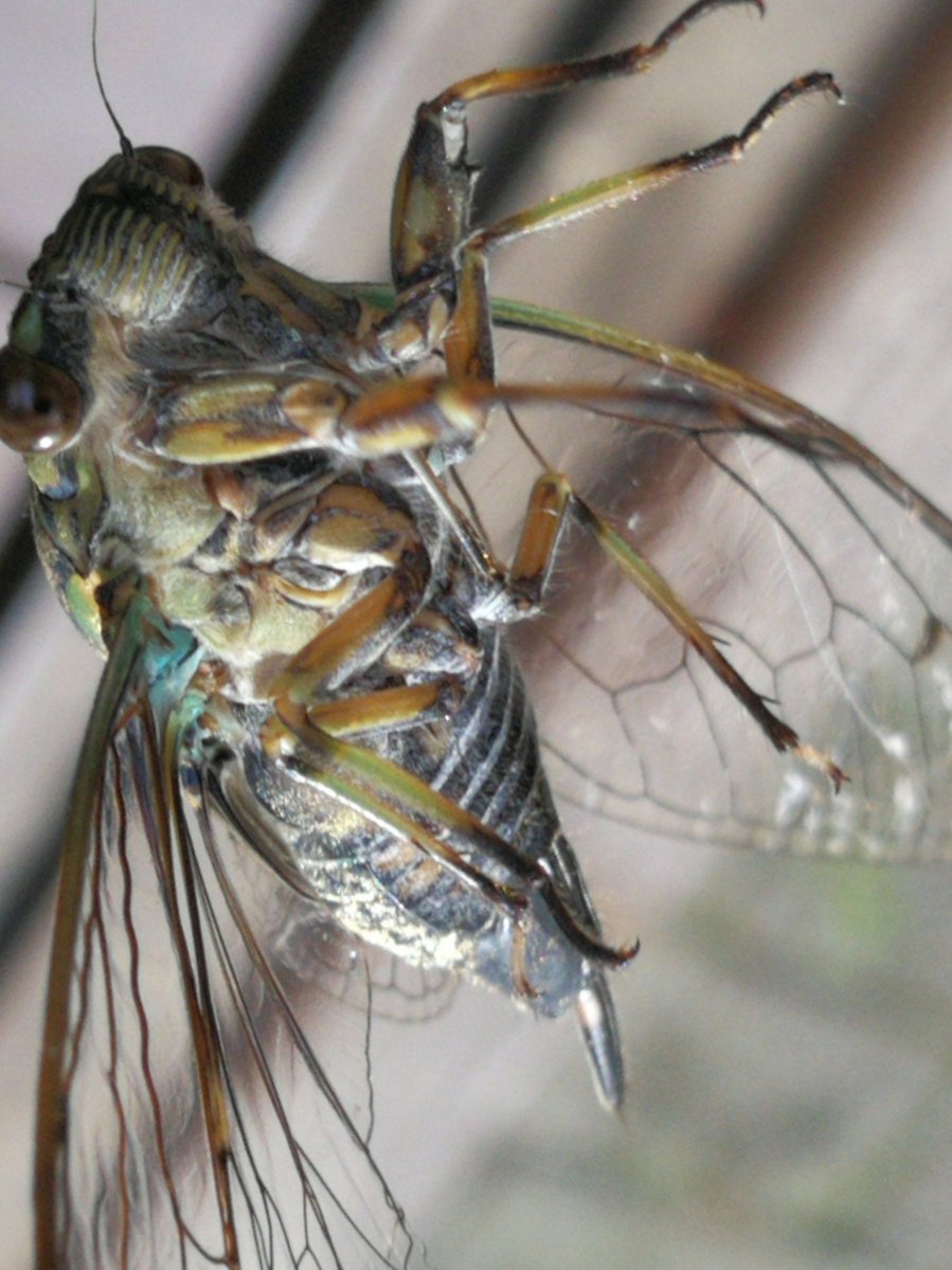 henock alemu tweet media