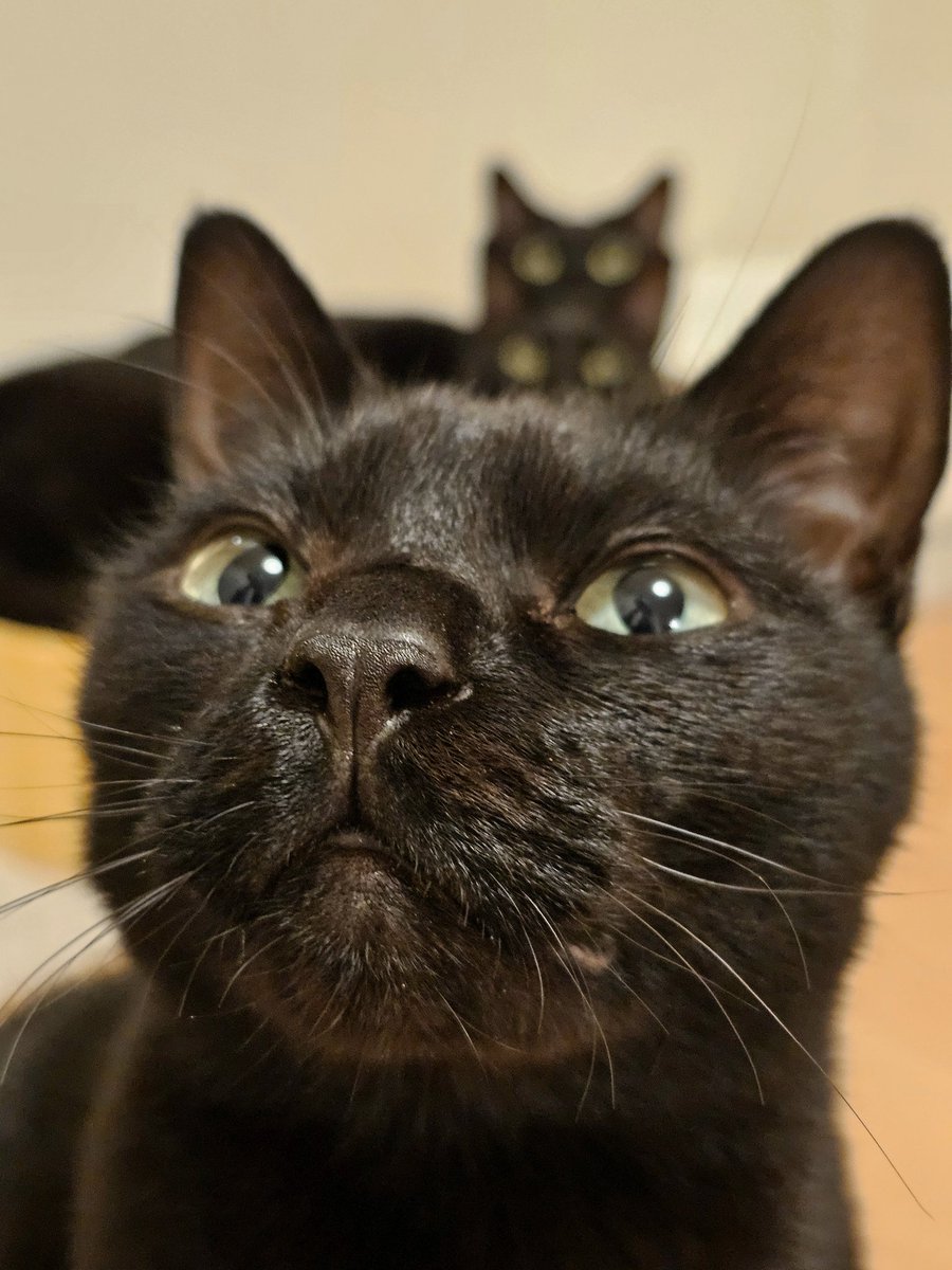 かりとん tweet media