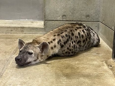 woof "pronouns" woofington tweet media