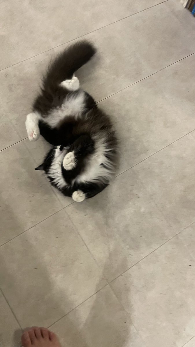 猫教授 tweet media