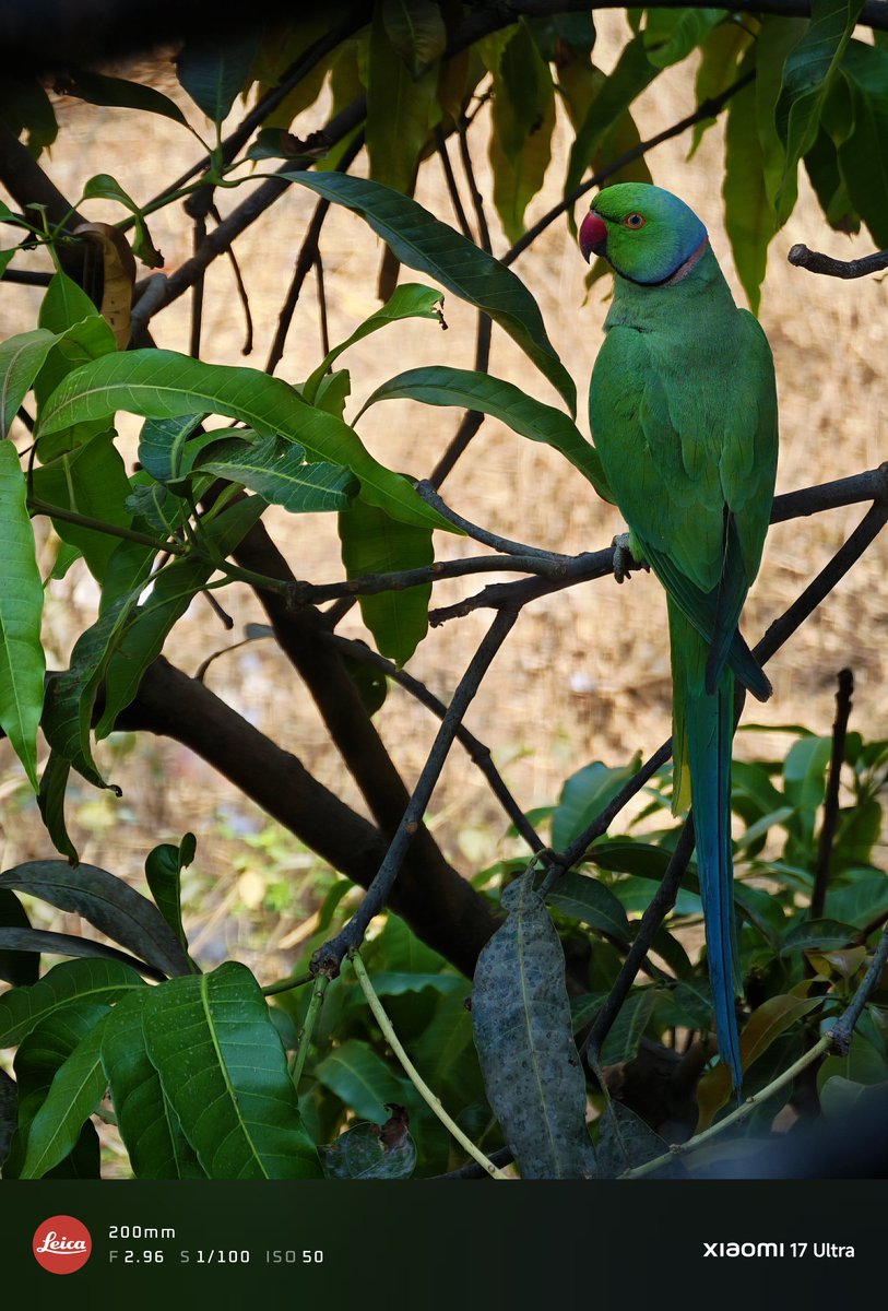 Neeraj Thakur tweet media