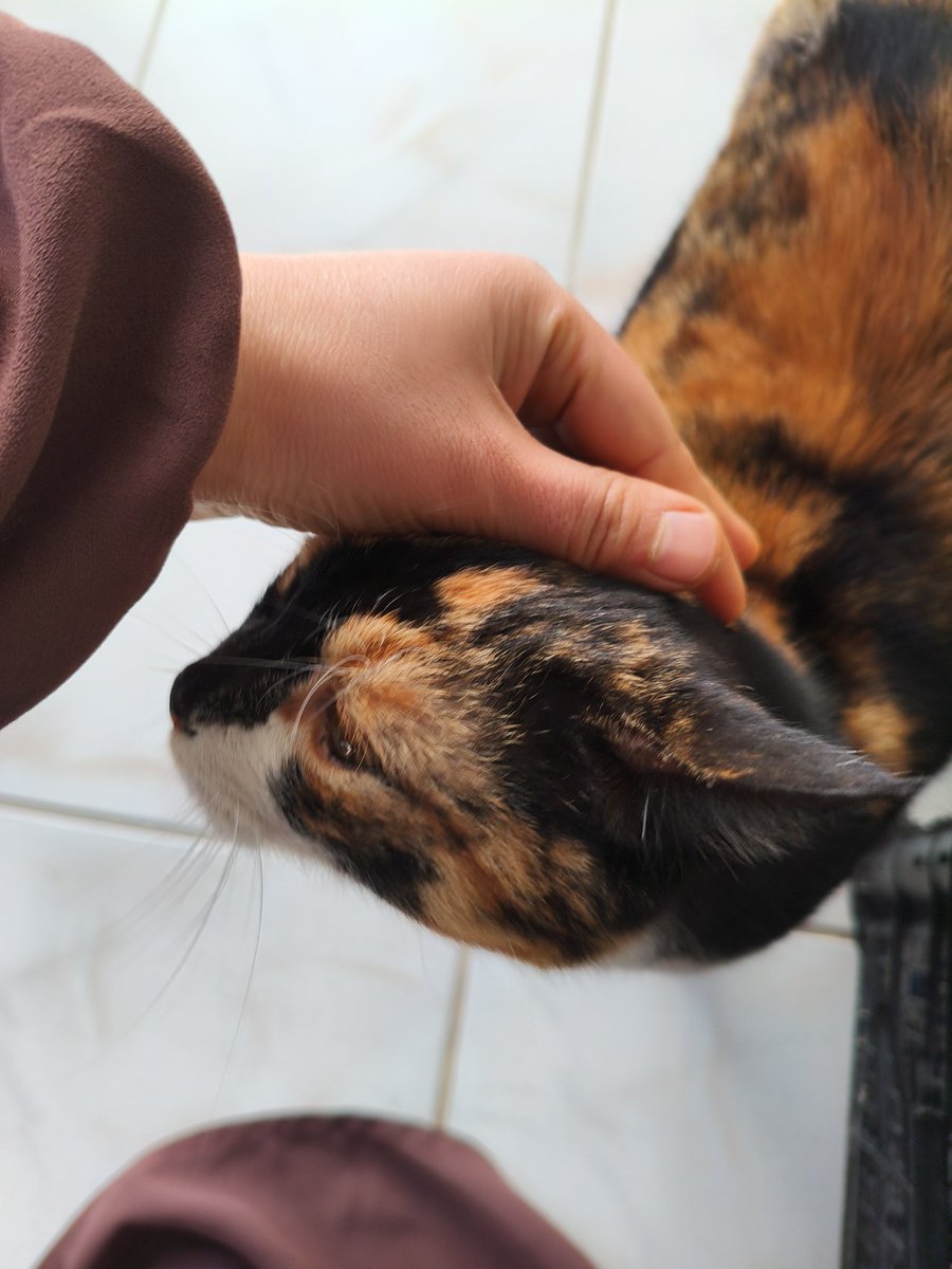 gmstsimhan4's tweet photo. 🐈♥️ https://t.co/2g4j9Ift7E