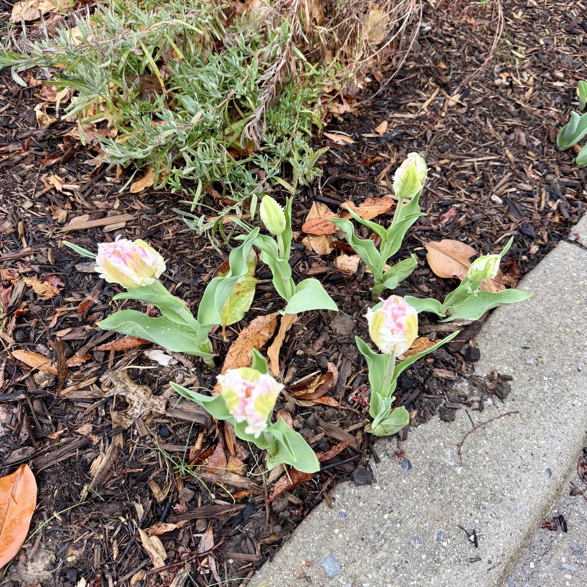 Harmeet K. Dhillon tweet media