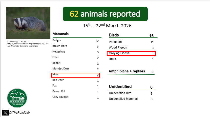 TheRoadLab's tweet image. The weekly #roadkillreport is out! We received 62 reports last week, with the most common report being badgers. We received some unusual reports: 2 moles and a Greylag goose.

#roadkill #citsci #ukecology