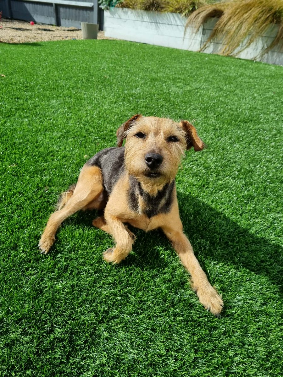 Missing Pets GB tweet media