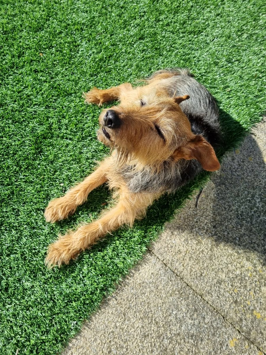 Missing Pets GB tweet media