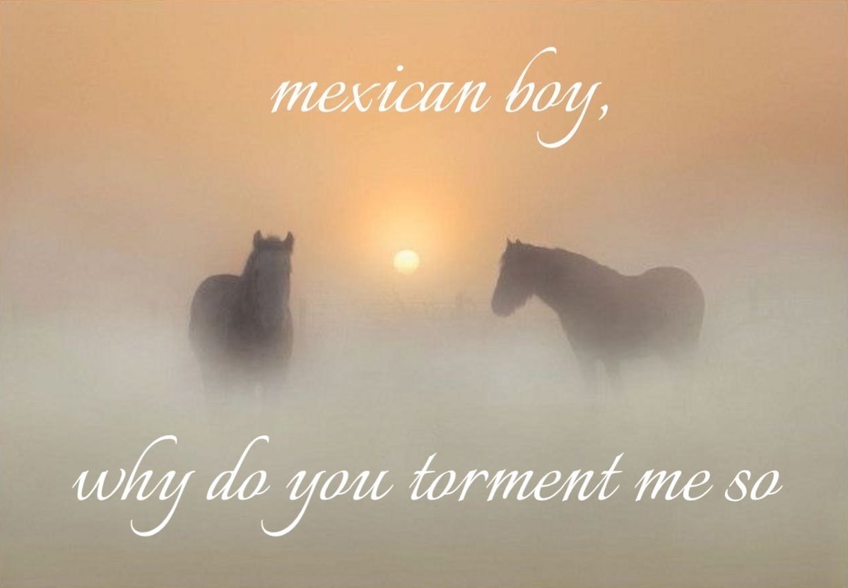 horse dentist tweet media