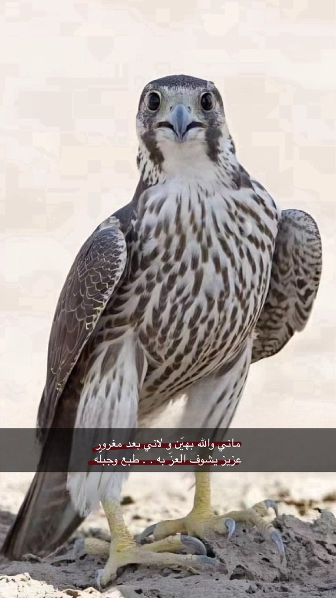 ماني والله بهيّن و لاني بعد مغرور
عزيز يشوف العزّ به . . طبع وجبلّه