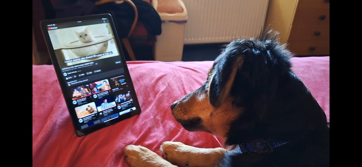 Evik Hana tweet media