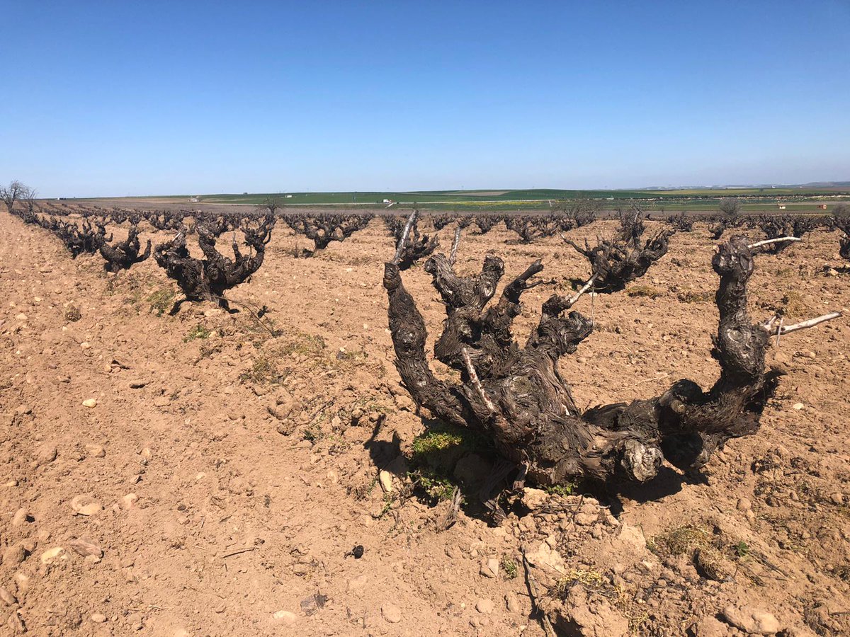 D.O. Toro tweet media