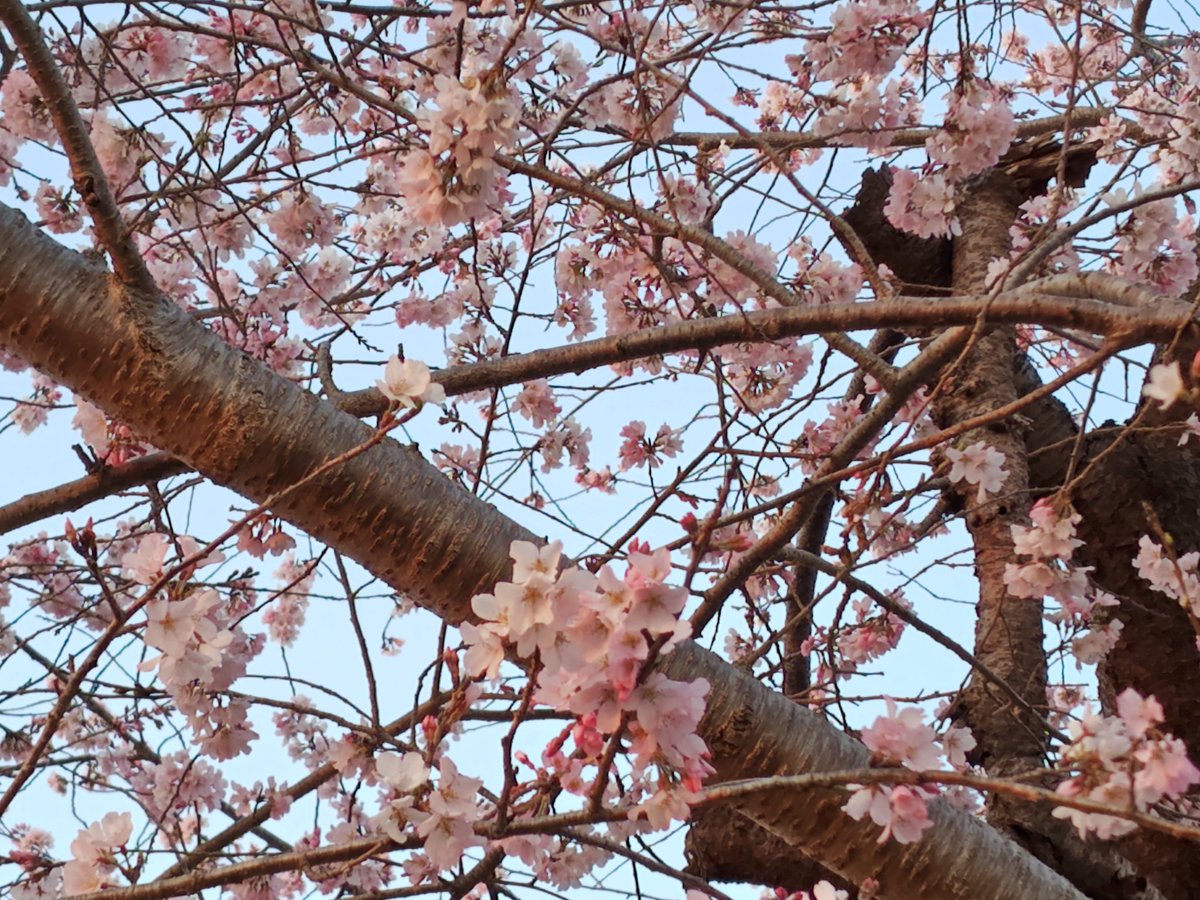 数日大阪に行って帰ってきたら桜が咲いててビックリ👀🌸