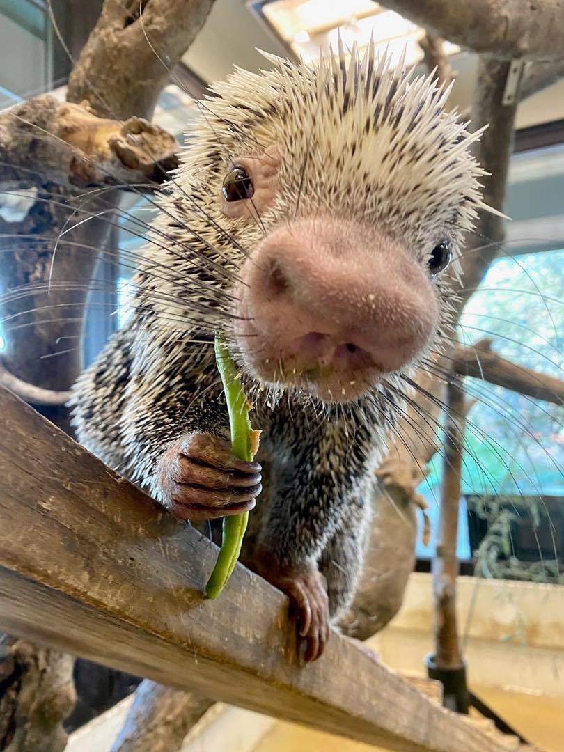 Cincinnati Zoo tweet media