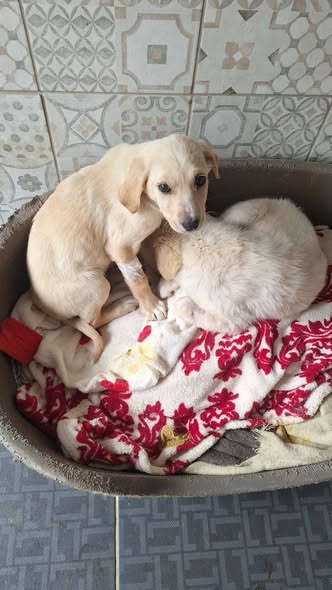 DNVSaveanimals tweet media